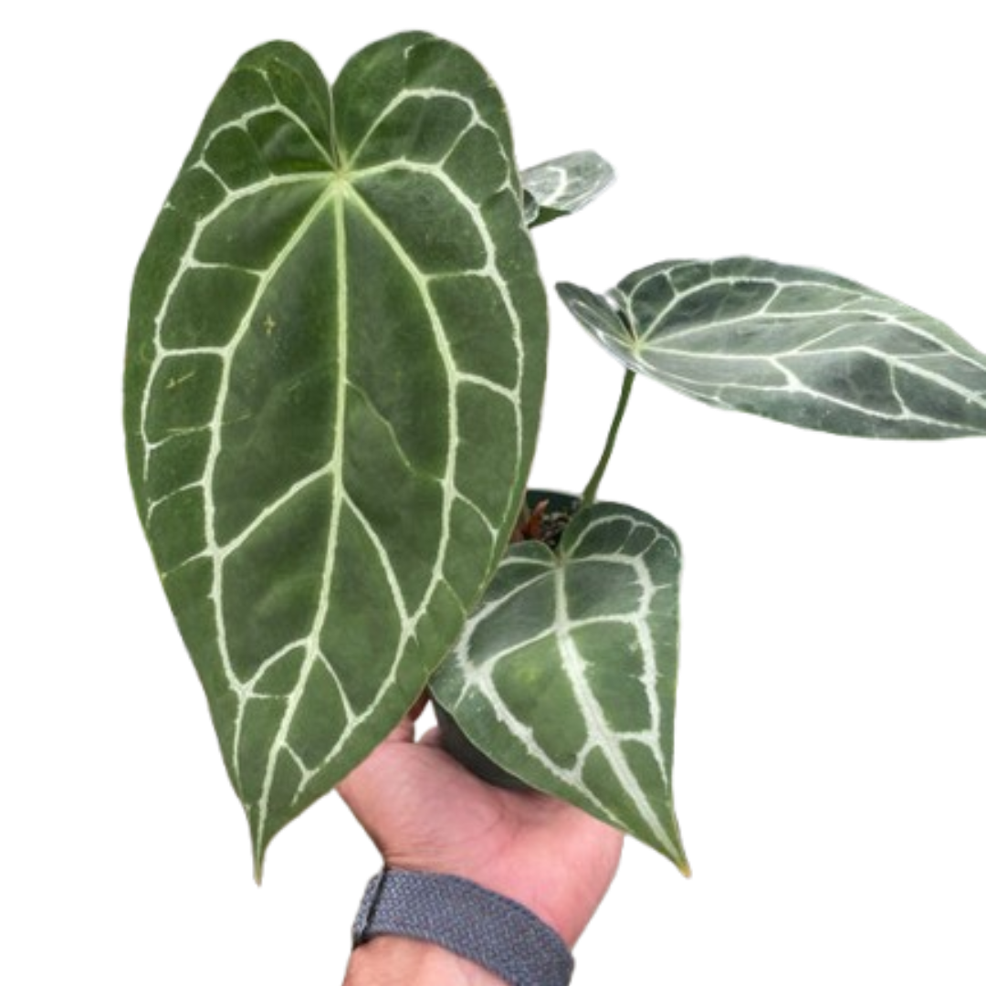 Anthurium