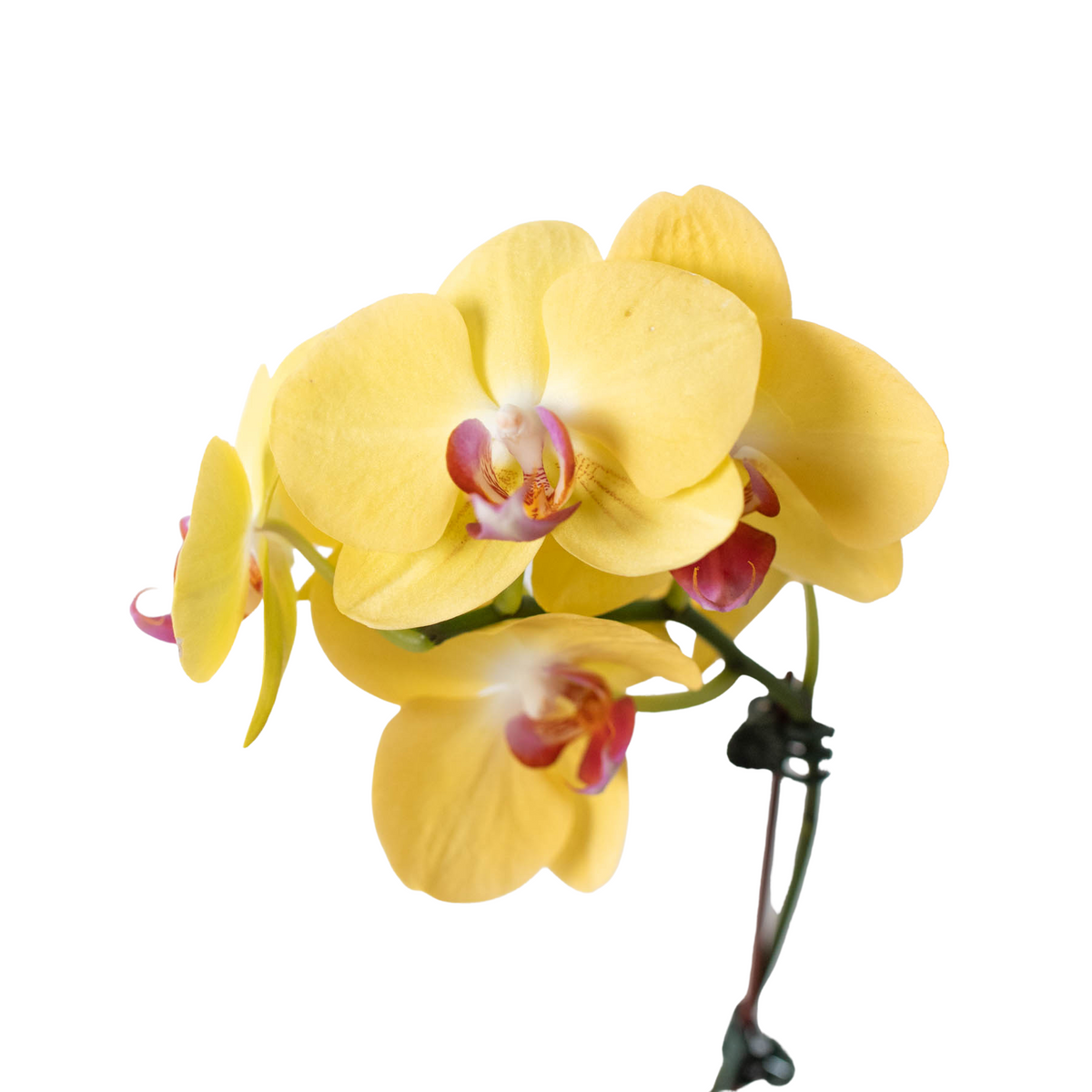 Orchids