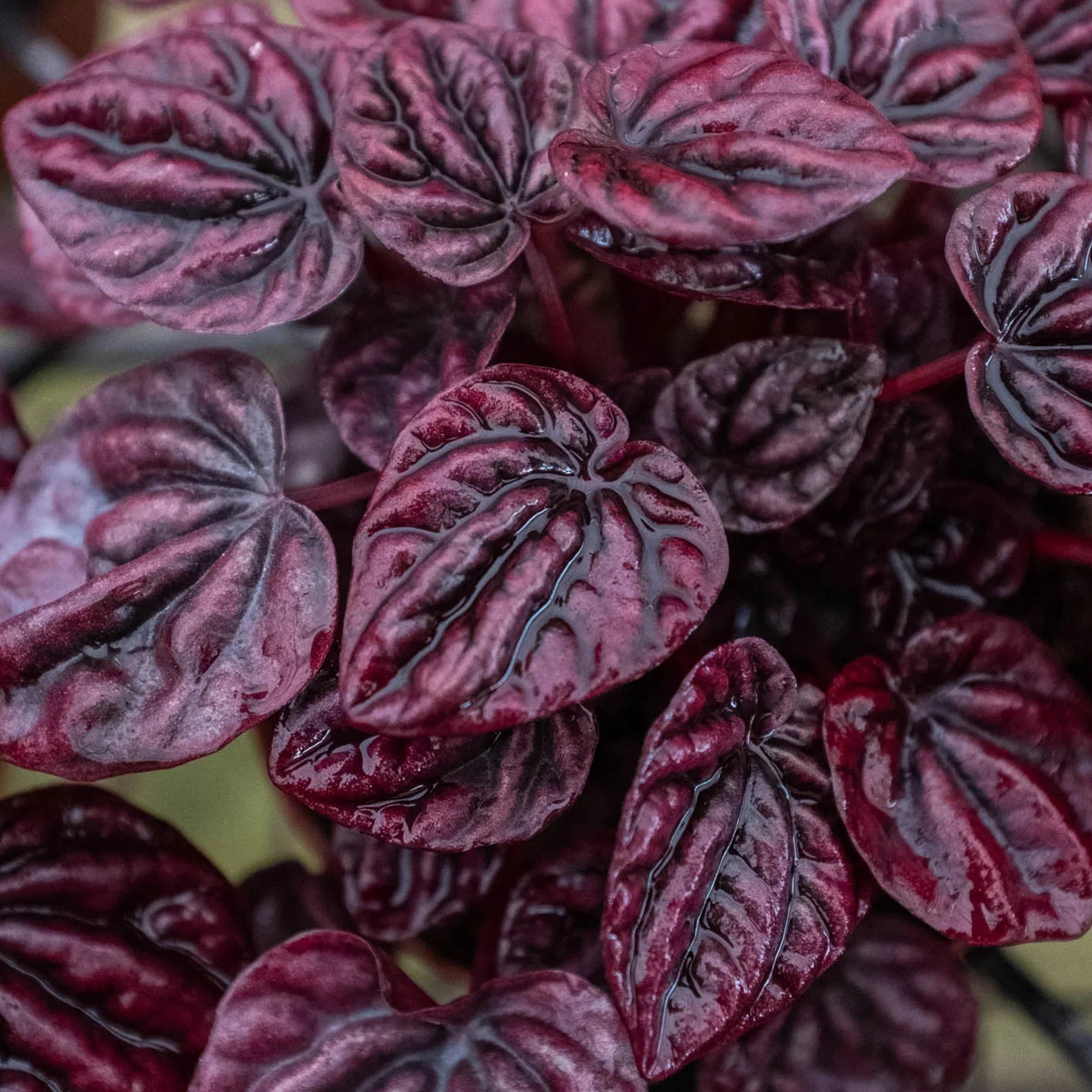 Peperomia