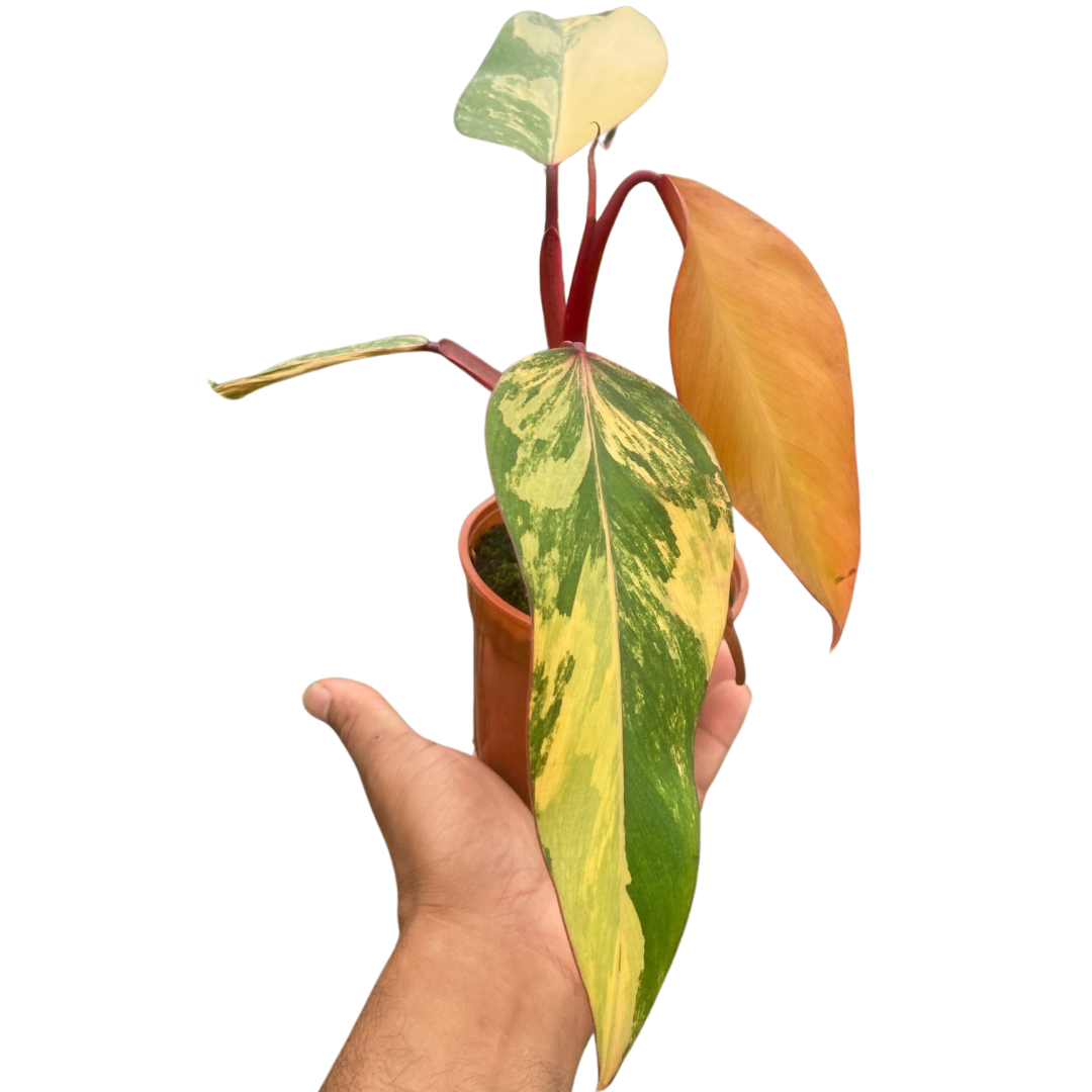 Philodendron
