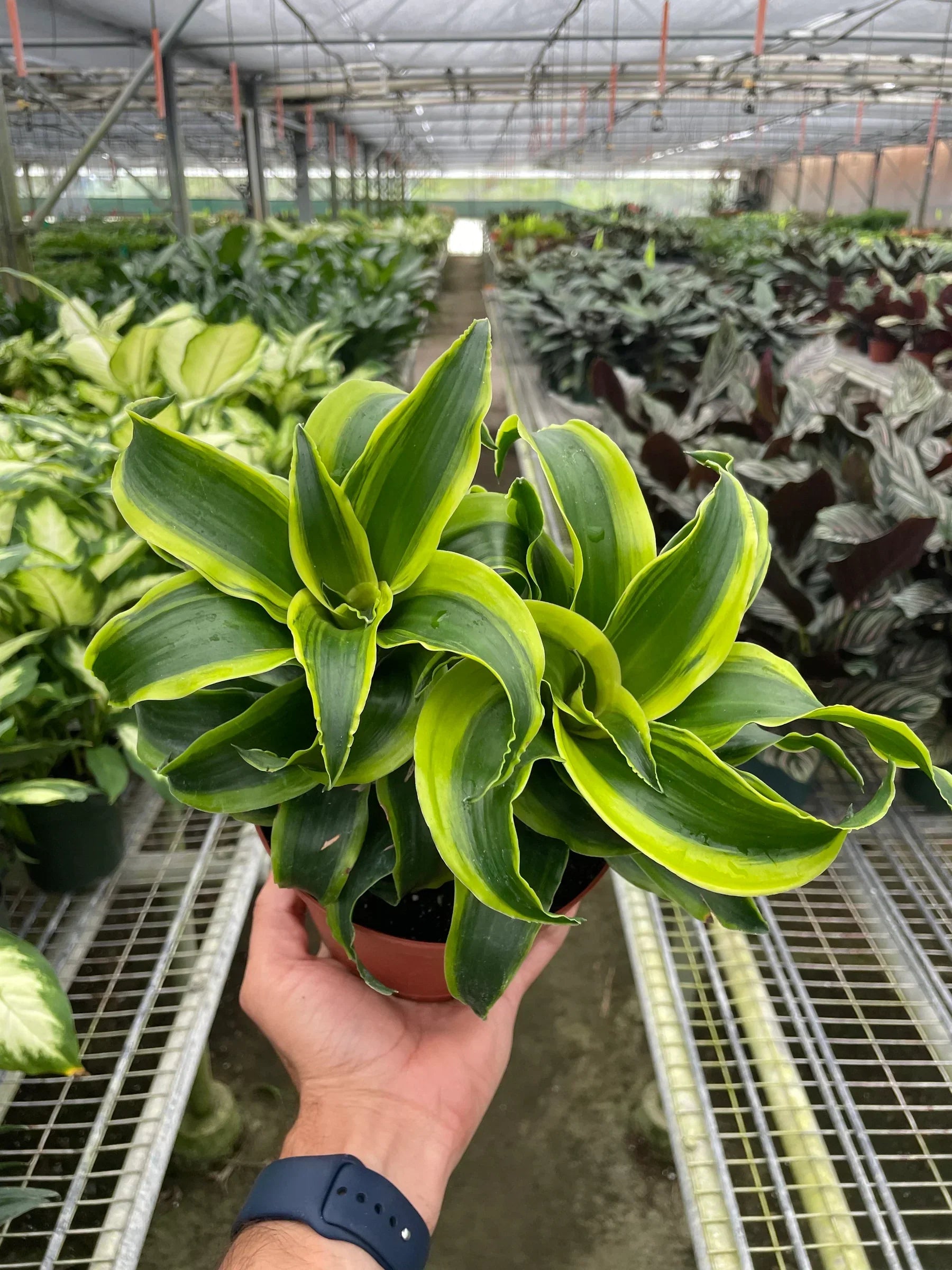 Dracaena