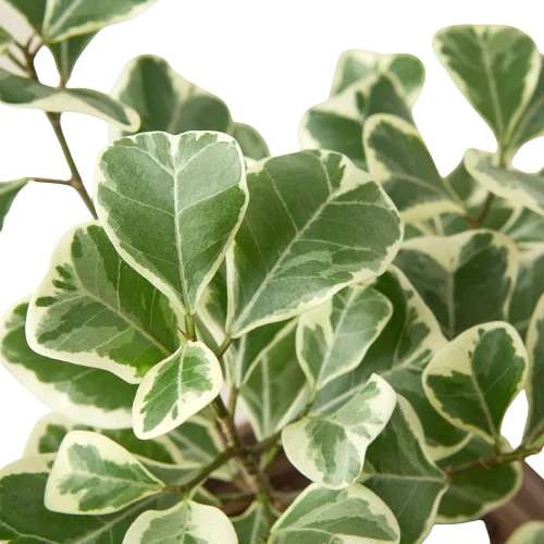 Ficus