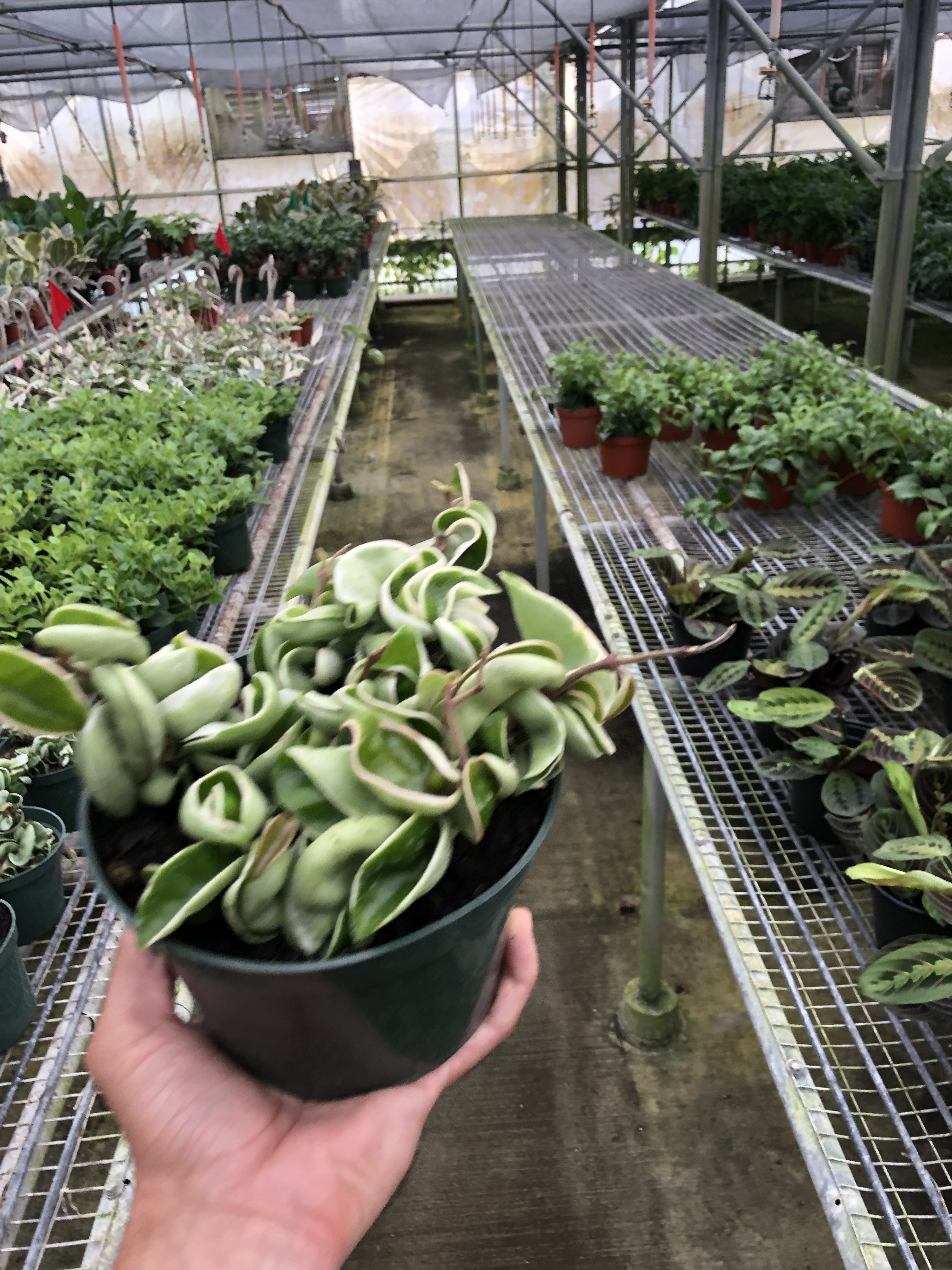 Hoya