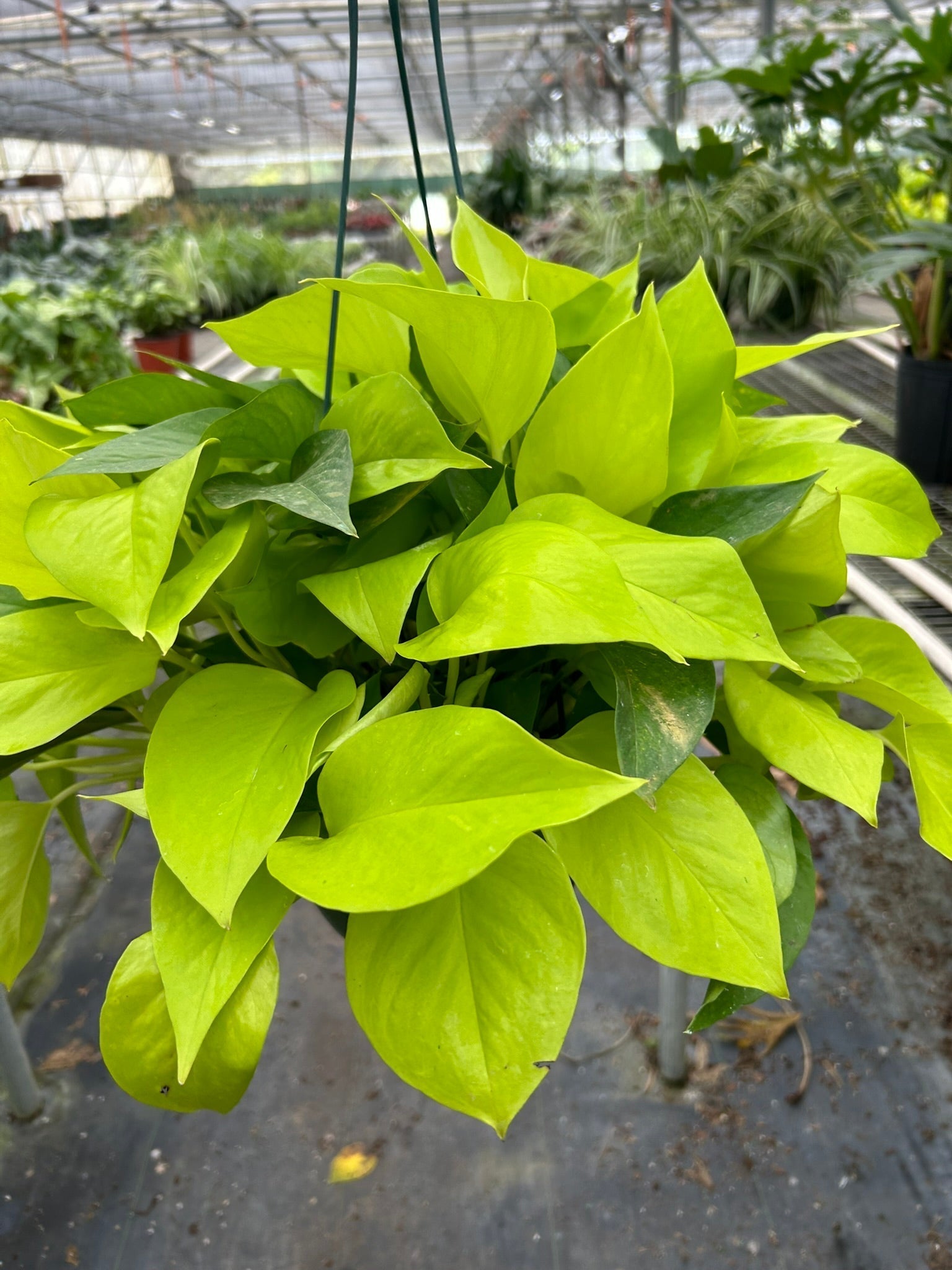 Pothos