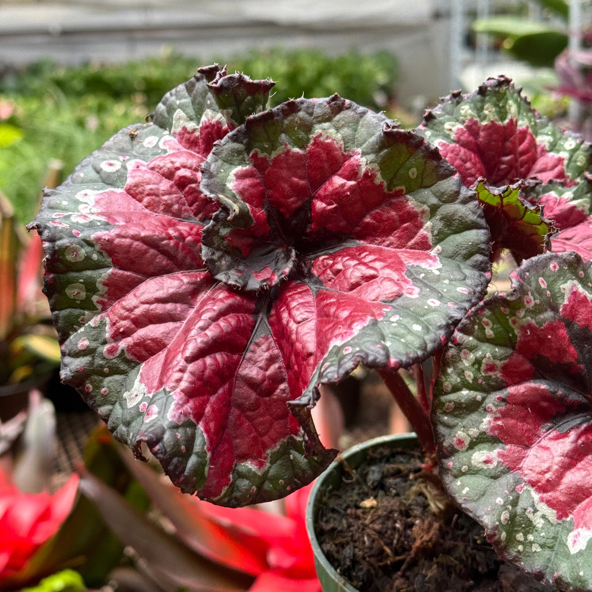 Begonia