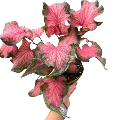 Calathea
