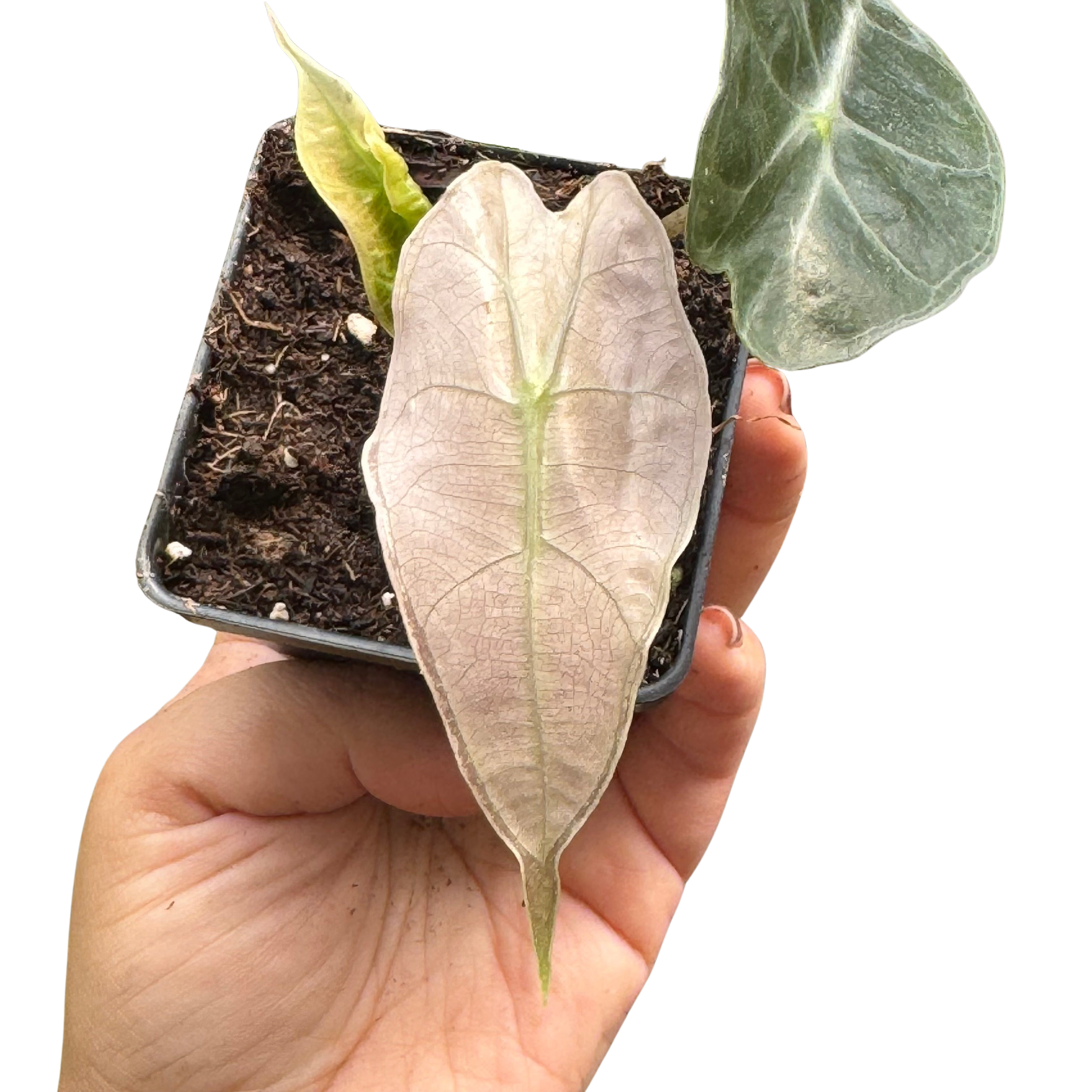Alocasia
