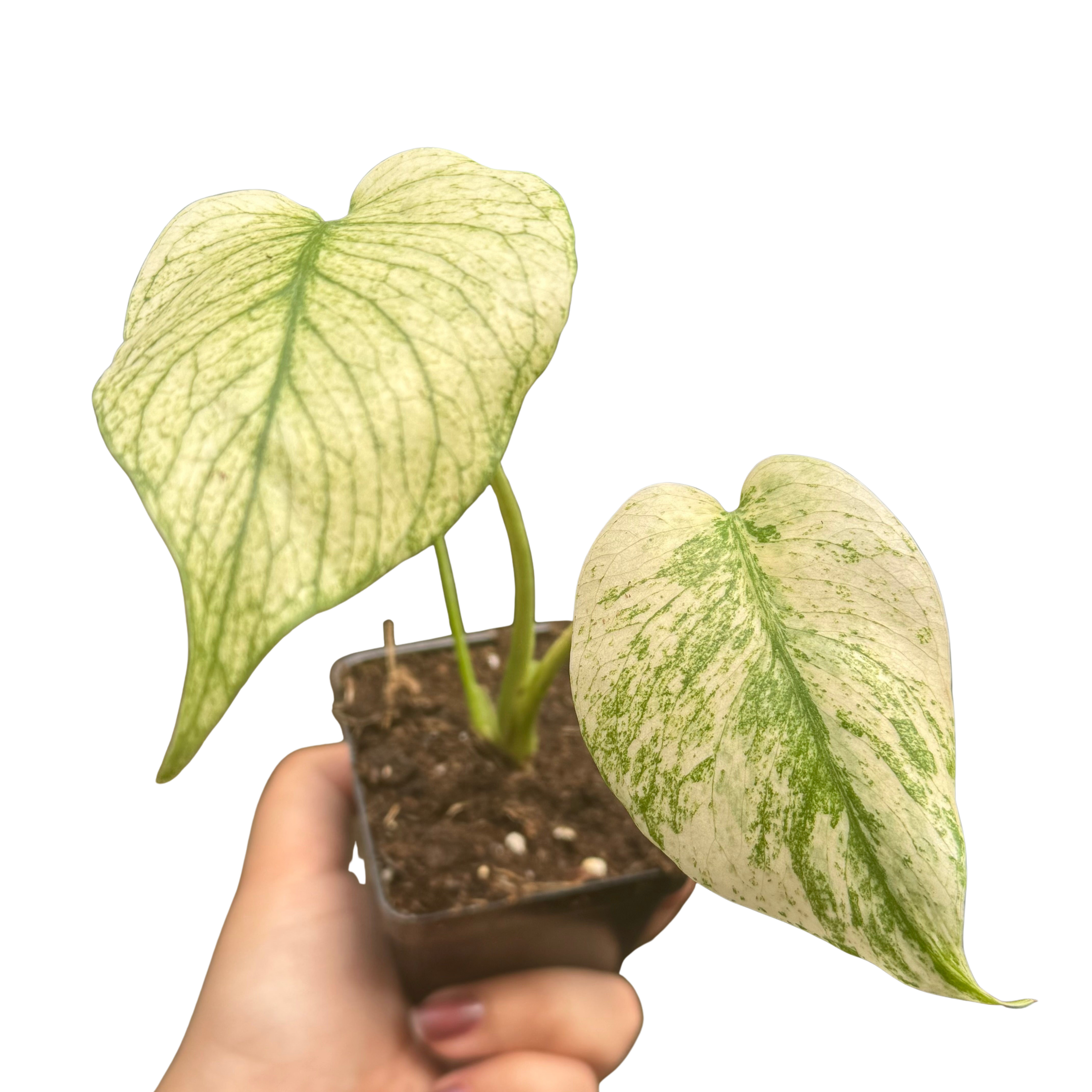 Monstera