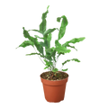 Fern 'Blue Star' - 4" Pot - NURSERY POT ONLY