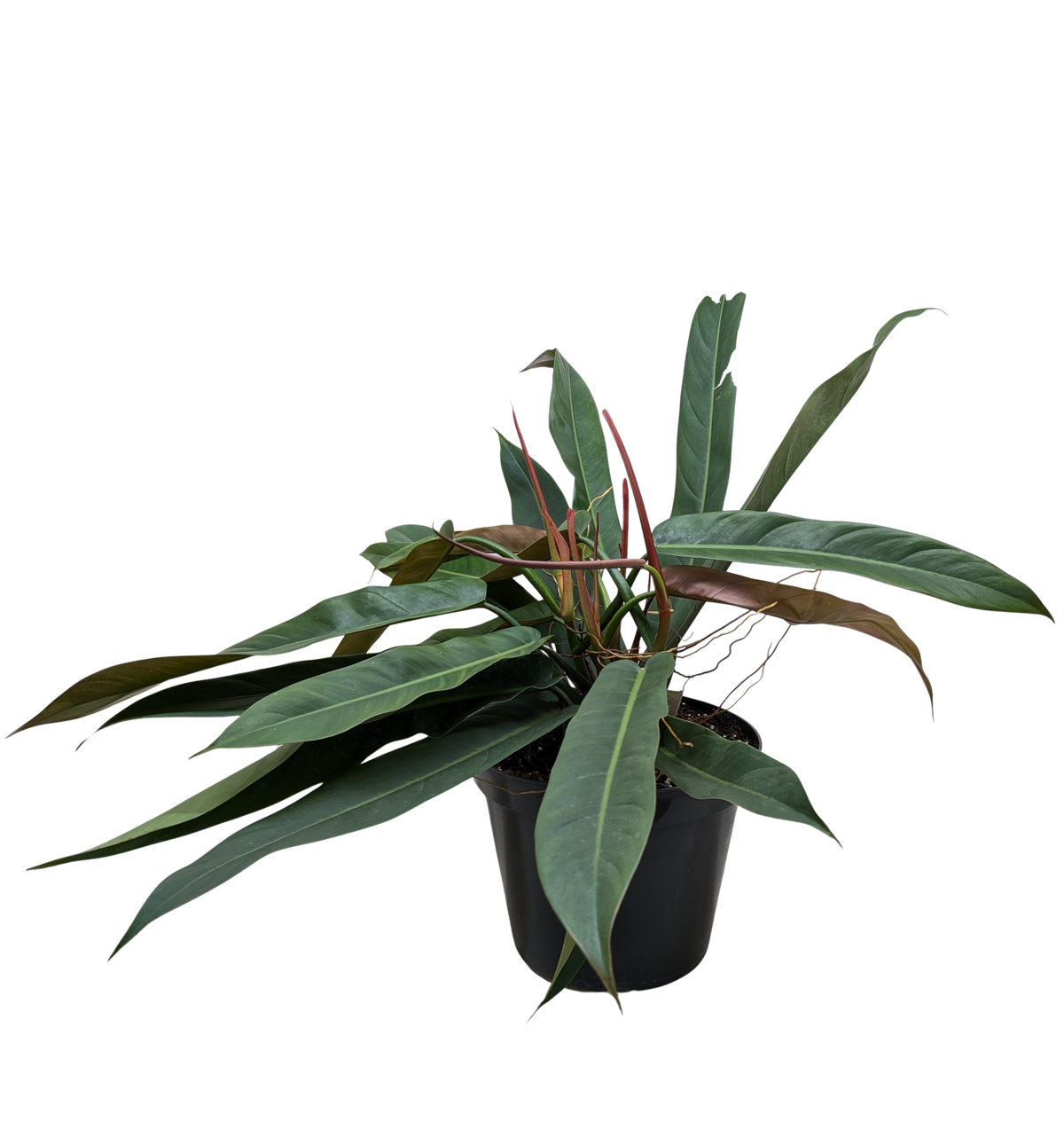 Philodendron Bicolor