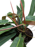 Philodendron Bicolor