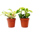 2 Peperomia Plants Variety Pack in 4" Pots - Baby Rubber Plants