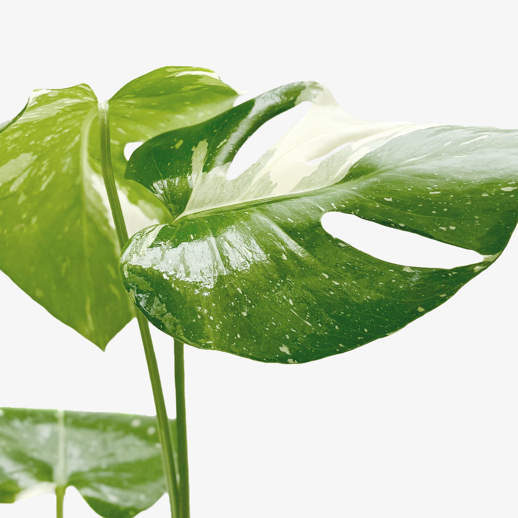 Monstera 'Thai Constellation'
