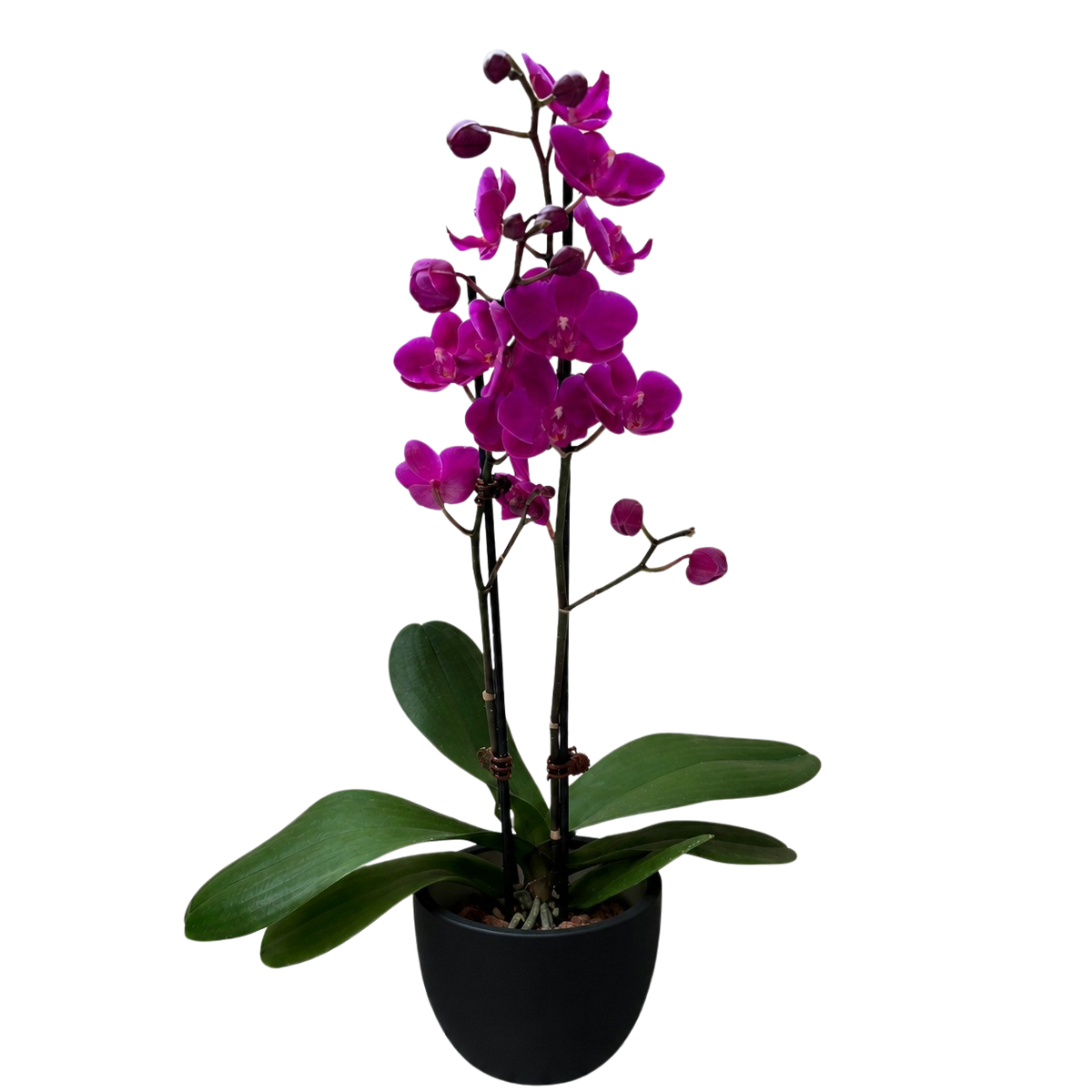 Orchid 'Purple Phalaenopsis'