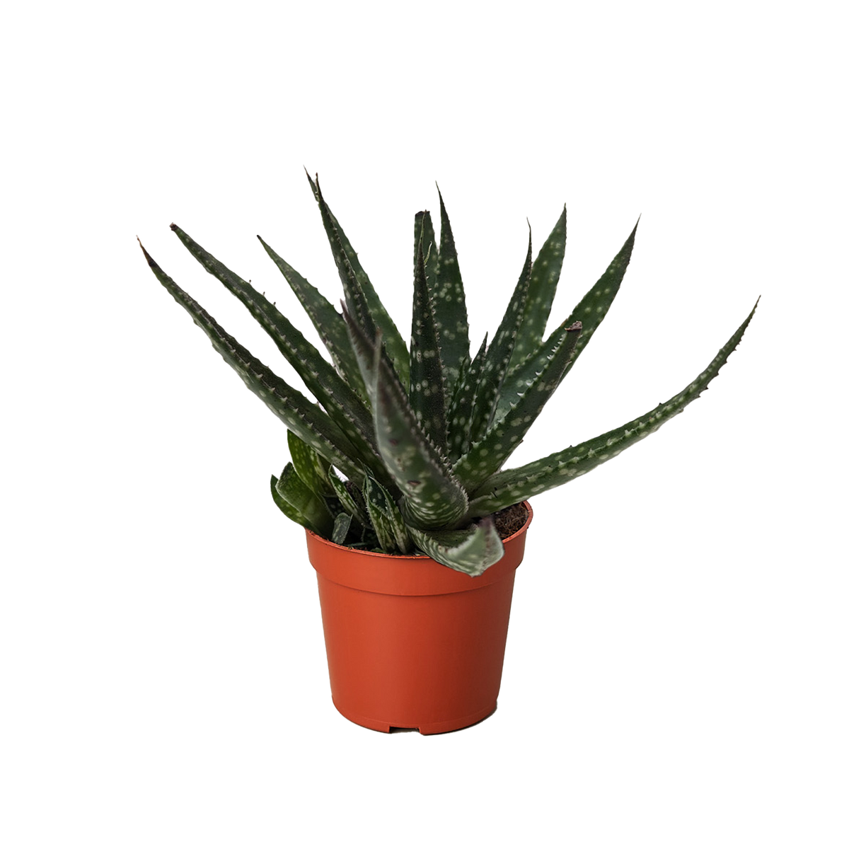 Succulent Haworthia Limifolia