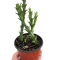 Starfish Cactus (Stapelia orbea variegata)