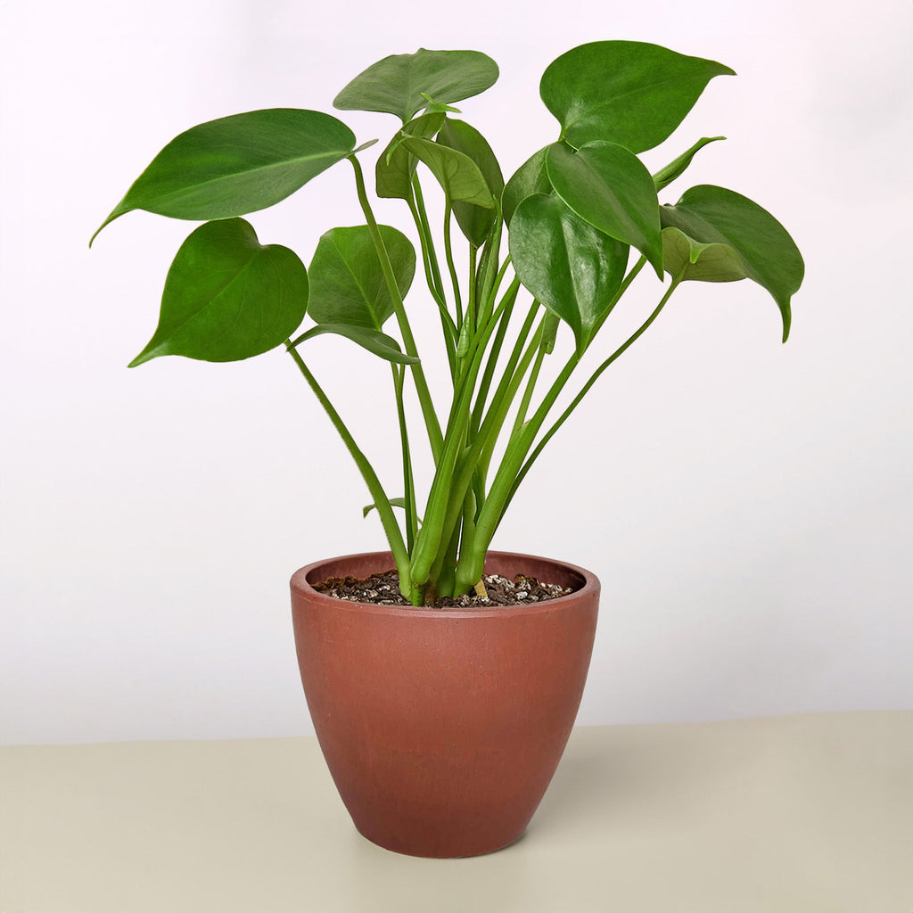 Monstera 'Split-Leaf'