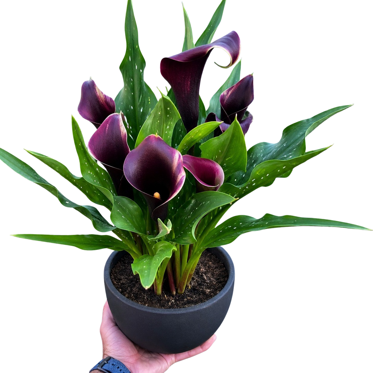Calla Lily