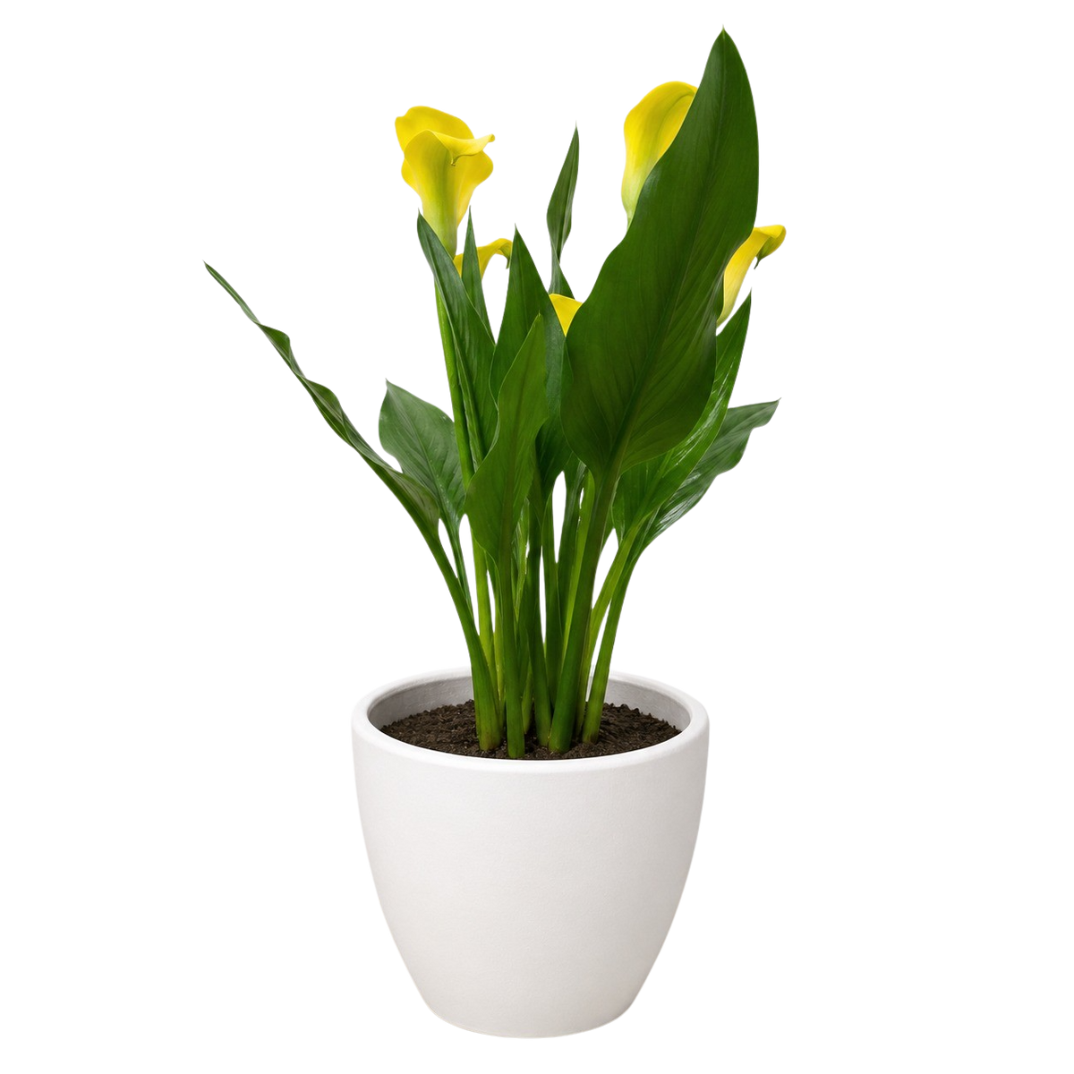 Calla Lily