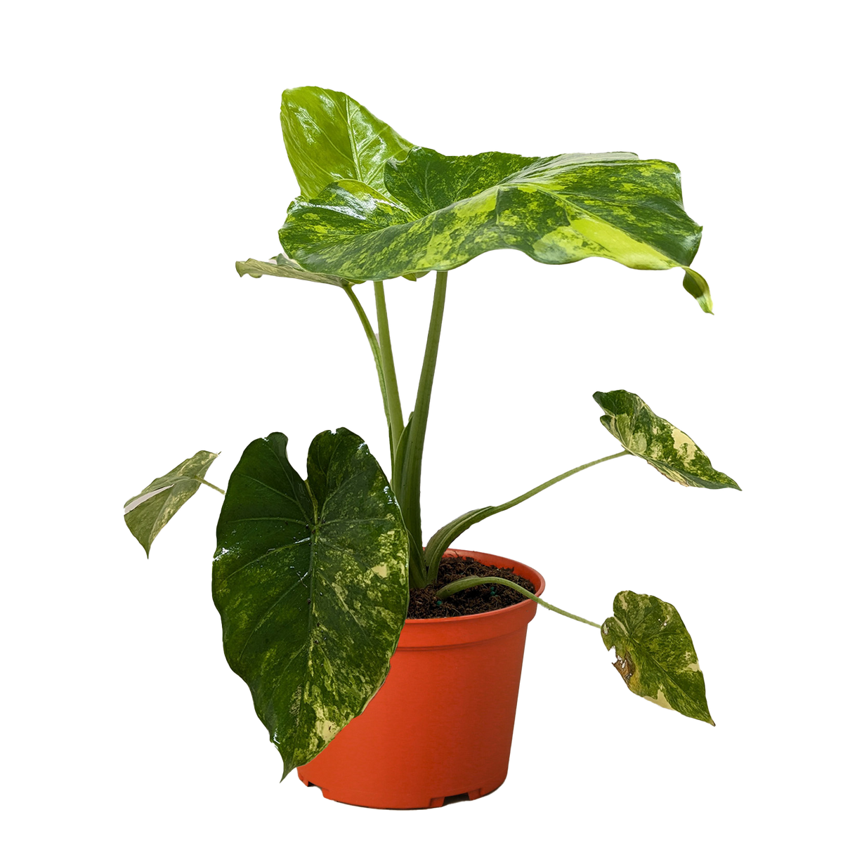 Philodendron Burle Marx Albo