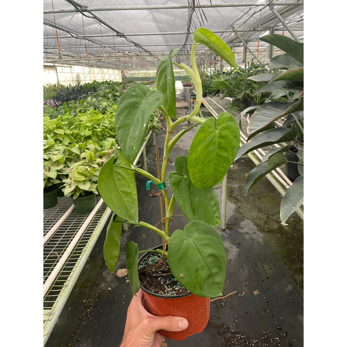 Syngonium 'Ice Frost'