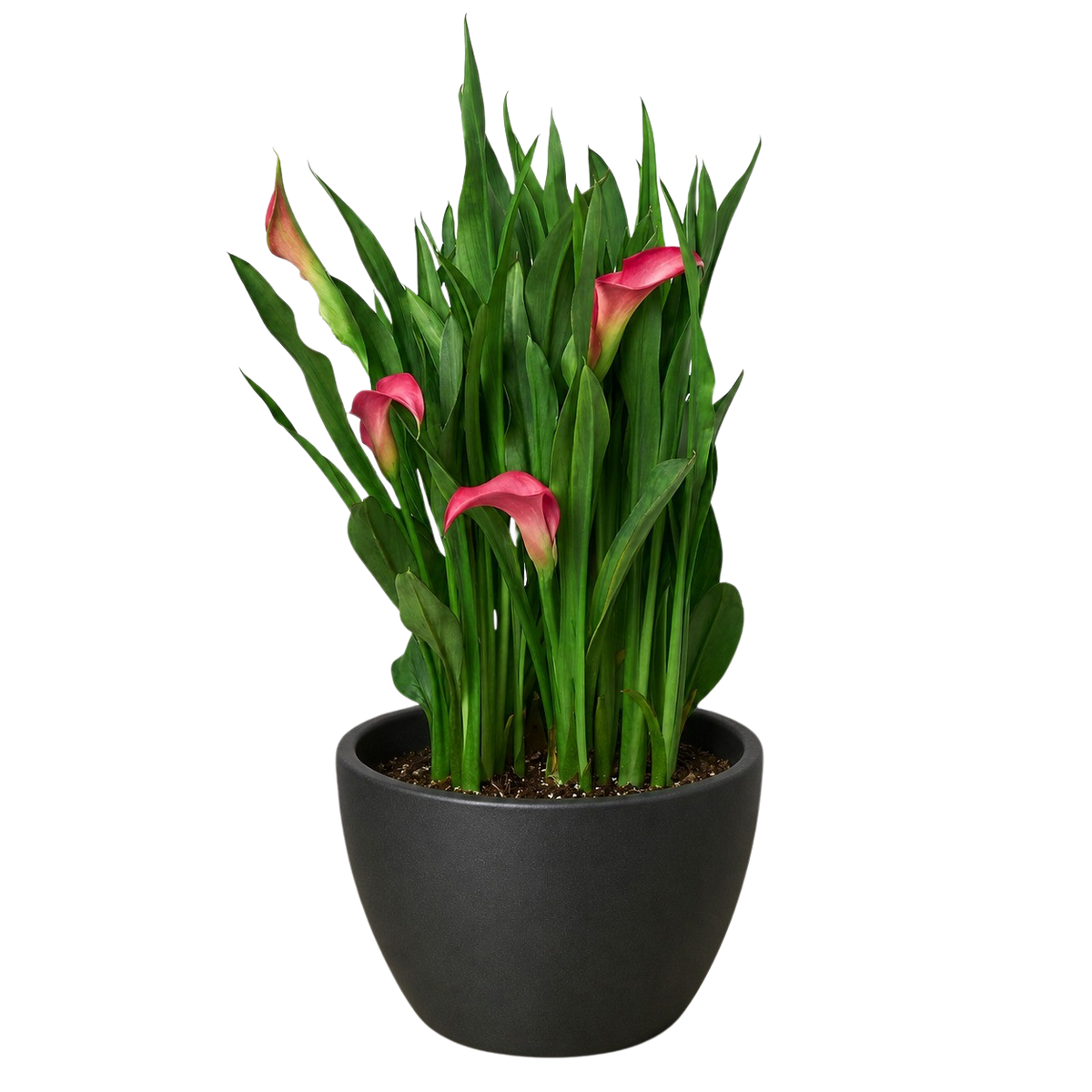 Calla Lily