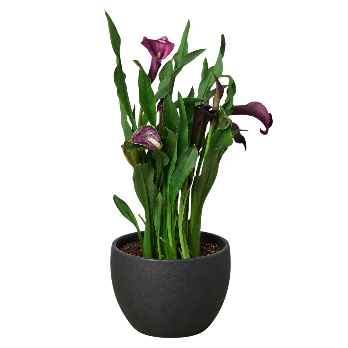 Calla Lily