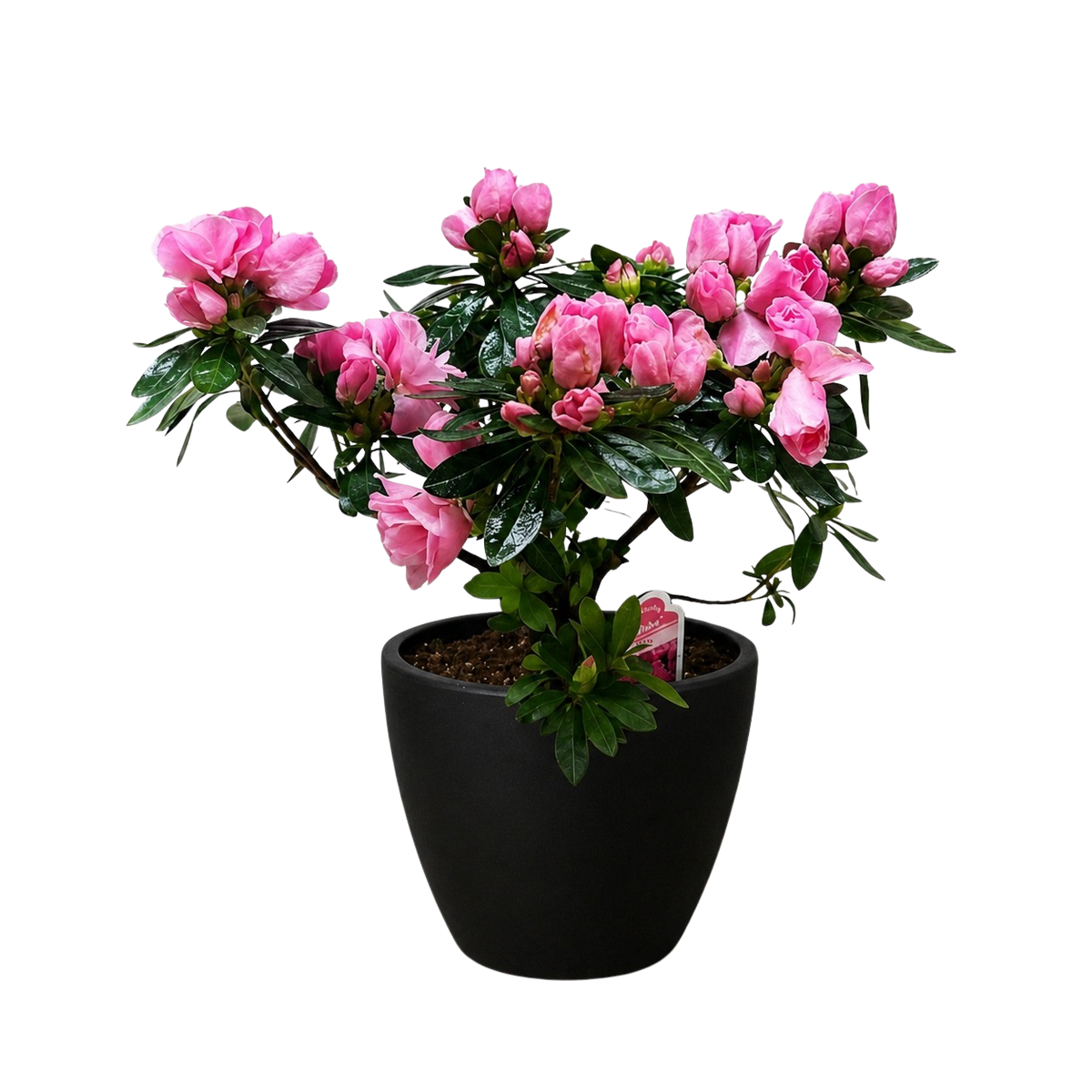 Azalea (Rhododendron)