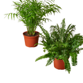 2 - 6" Pet-Friendly Plants Premium Subscription box