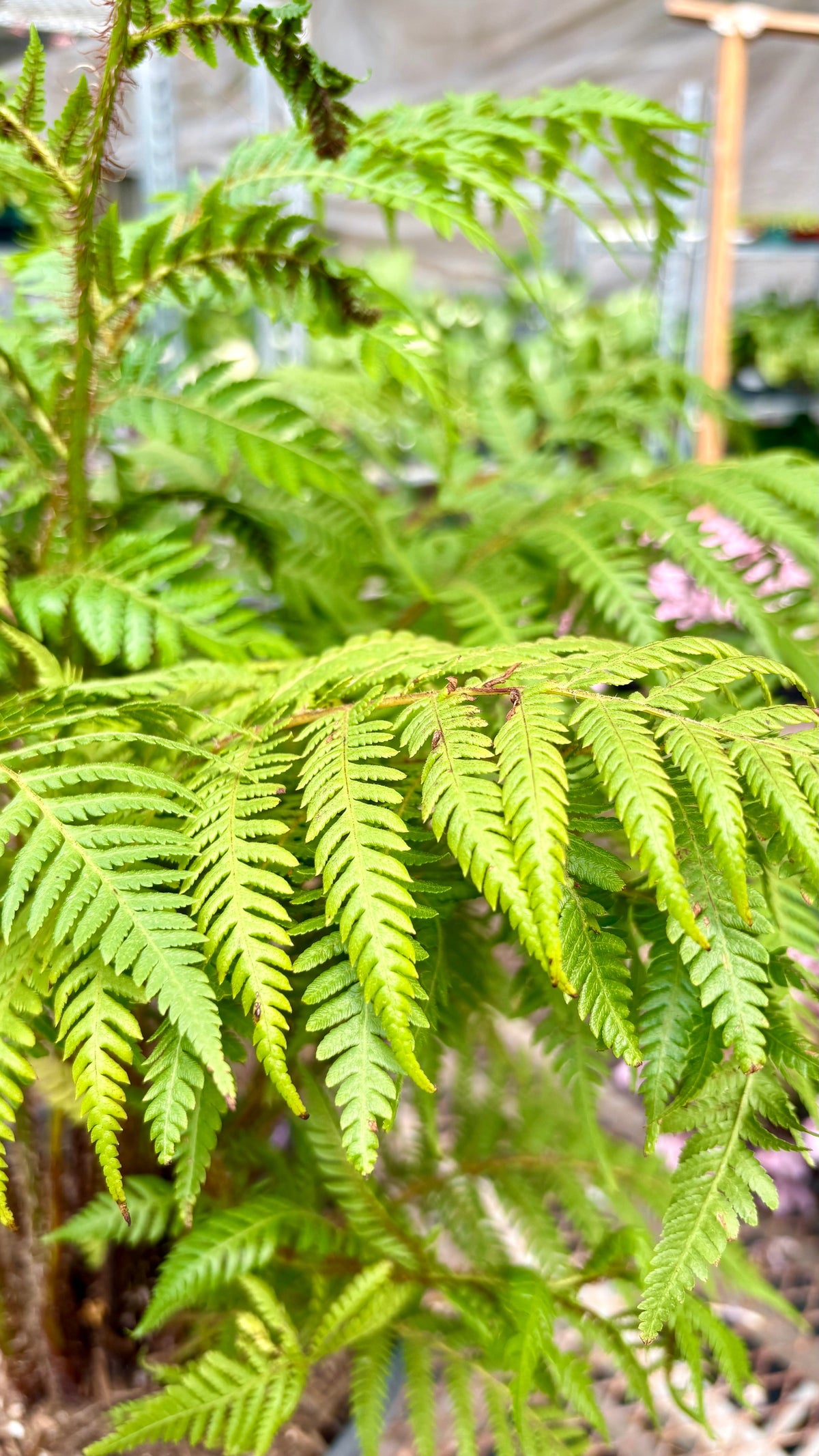 Australian Tree Fern