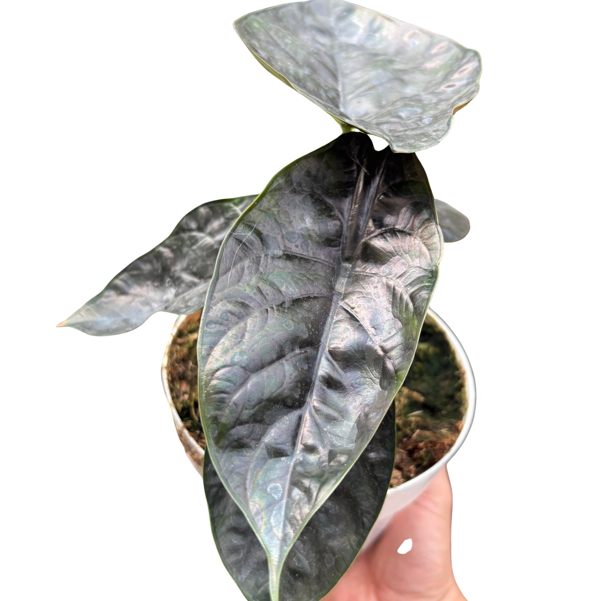 Alocasia 'Green Unicorn'