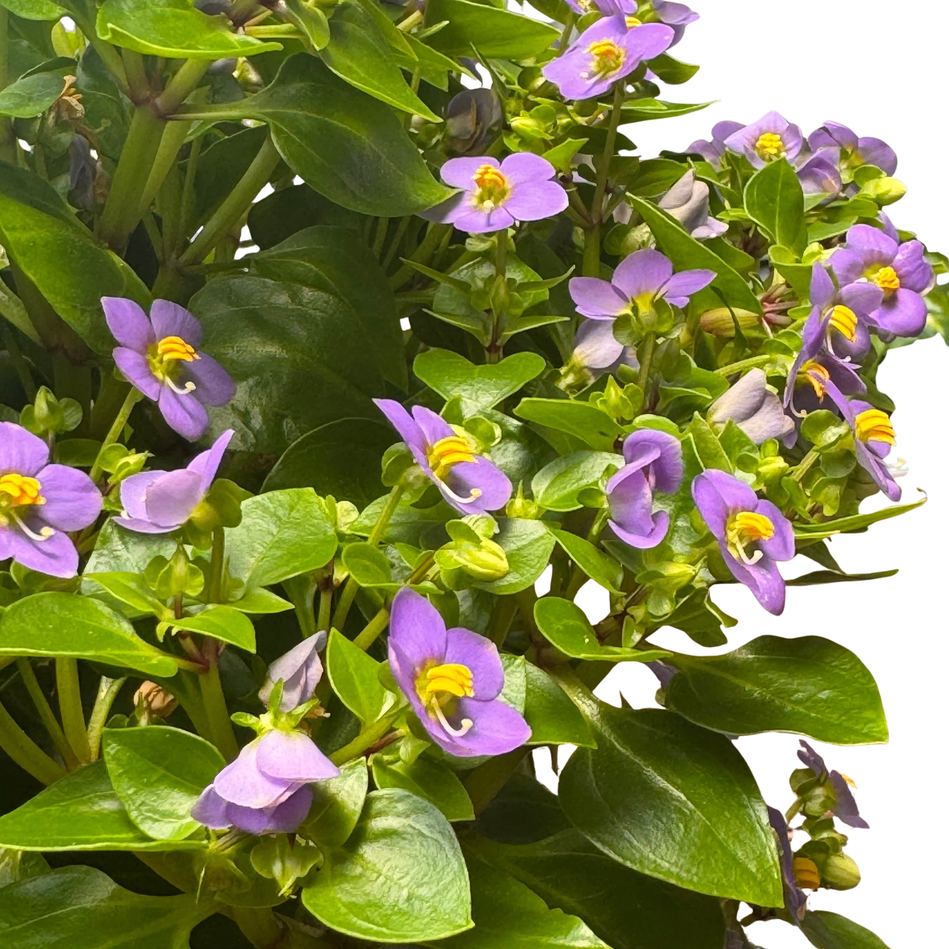 Exacum 'Persian Violet'