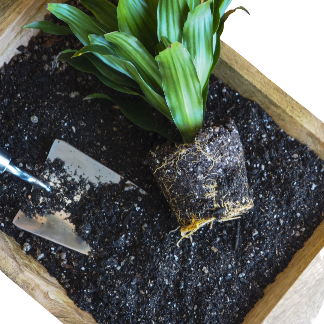 Compressed Coconut Coir - Potting Soil