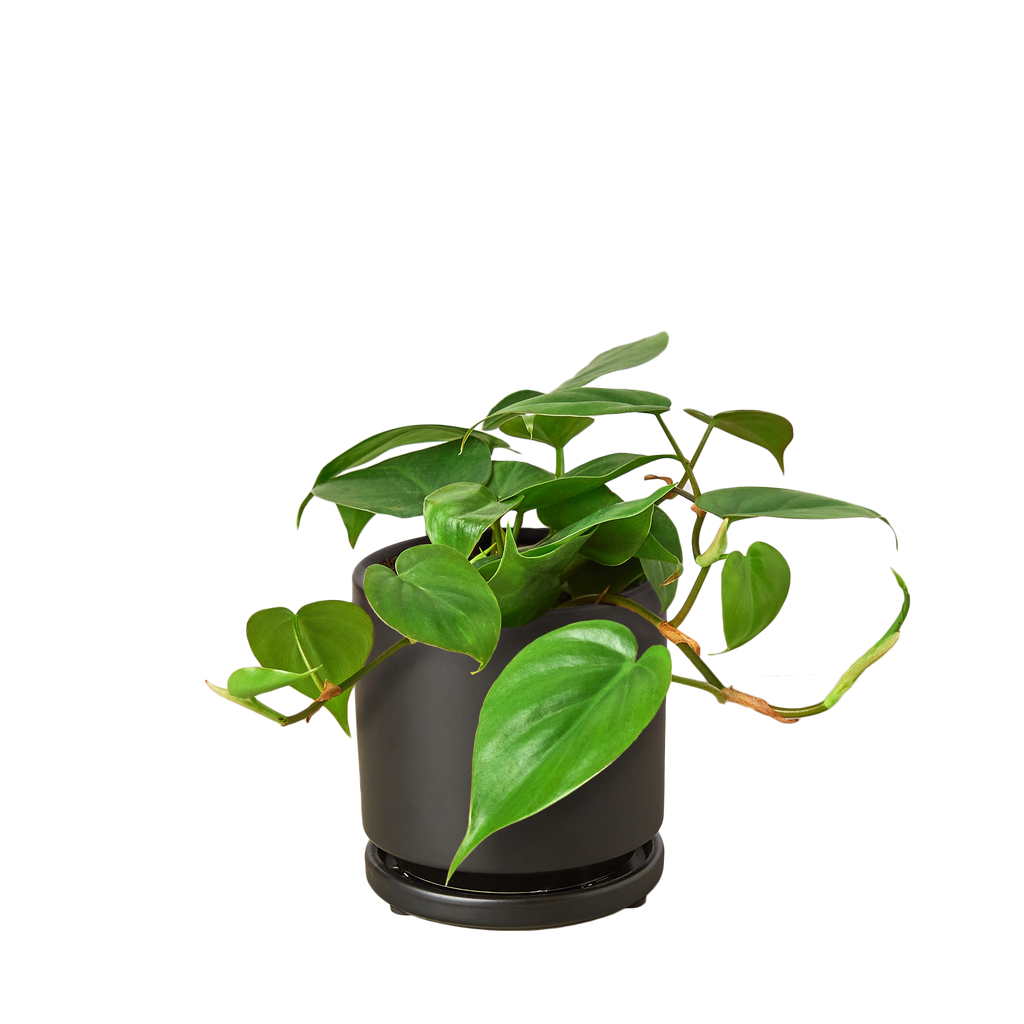 Philodendron Cordatum Heartleaf