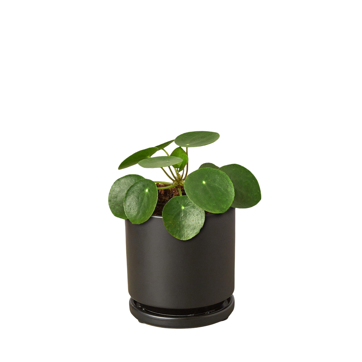 Pilea Peperomioides 'Chinese Money'
