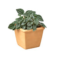 1 Pre-Potted Subscription Box